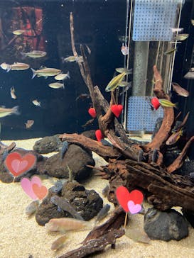 カワスイ 川崎⽔族館に投稿された画像（2023/3/8）