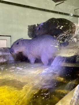 カワスイ 川崎⽔族館に投稿された画像（2023/3/8）