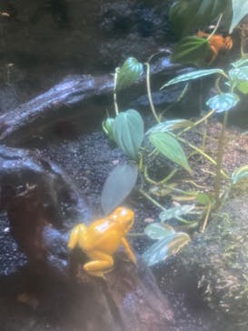 カワスイ 川崎⽔族館に投稿された画像（2023/3/8）