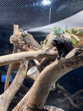 カワスイ 川崎⽔族館に投稿された画像（2023/3/8）