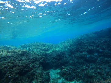 沖縄マリンサービス碧に投稿された画像（2023/3/8）