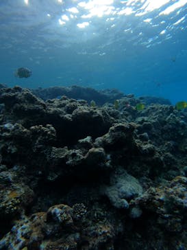 沖縄マリンサービス碧に投稿された画像（2023/3/8）