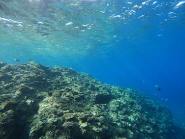 沖縄マリンサービス碧に投稿された画像（2023/3/8）