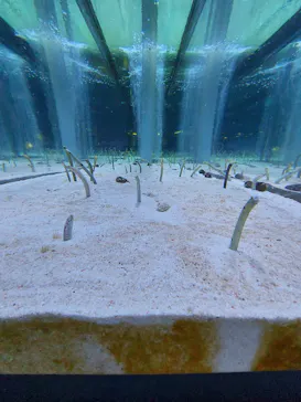 すみだ水族館に投稿された画像（2023/3/8）