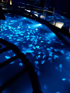 すみだ水族館に投稿された画像（2023/3/8）