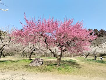 偕楽園本園に投稿された画像（2023/3/8）