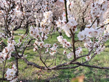 偕楽園本園に投稿された画像（2023/3/8）