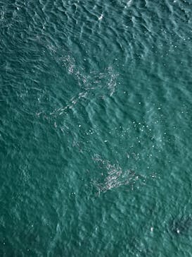 徳島県立 渦の道に投稿された画像（2023/3/8）