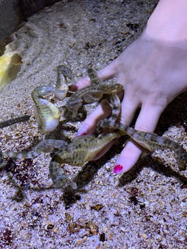ゼロ距離水族館 伊勢シーパラダイスに投稿された画像（2023/3/8）