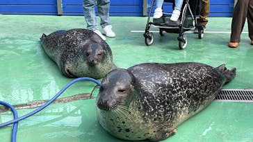 ゼロ距離水族館 伊勢シーパラダイスに投稿された画像（2023/3/8）