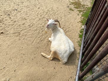 九十九島動植物園森きららに投稿された画像（2023/3/8）