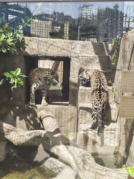 沖縄こどもの国に投稿された画像（2023/3/8）