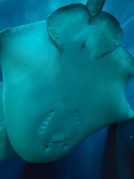 大分マリーンパレス水族館 「うみたまご」に投稿された画像（2023/3/8）