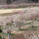 偕楽園本園に投稿された画像（2023/3/8）