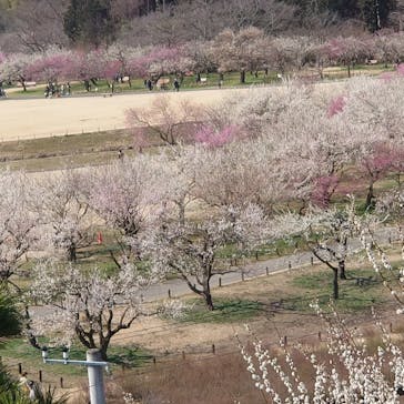 偕楽園本園に投稿された画像（2023/3/8）