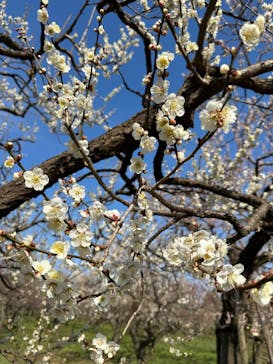 偕楽園本園に投稿された画像（2023/3/8）