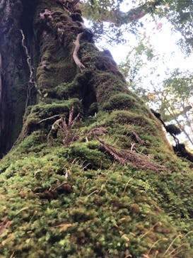 屋久島ガイド21EC-Kに投稿された画像（2023/3/8）