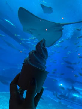 沖縄美ら海水族館に投稿された画像（2023/3/9）