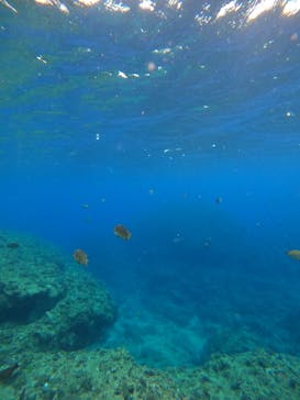 沖縄マリンサービス碧に投稿された画像（2023/3/9）