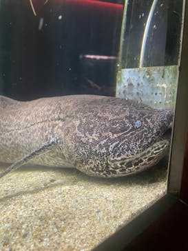 カワスイ 川崎⽔族館に投稿された画像（2023/3/9）