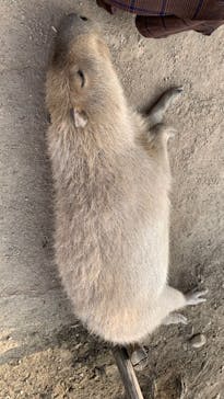 那須どうぶつ王国に投稿された画像（2023/3/9）