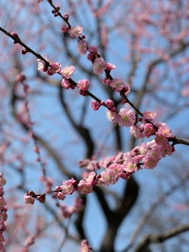 偕楽園本園に投稿された画像（2023/3/9）