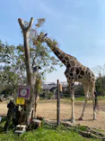 天王寺動物園に投稿された画像（2023/3/9）