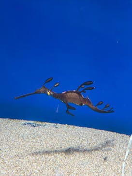 サンシャイン水族館に投稿された画像（2023/3/9）