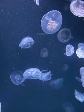 サンシャイン水族館に投稿された画像（2023/3/9）