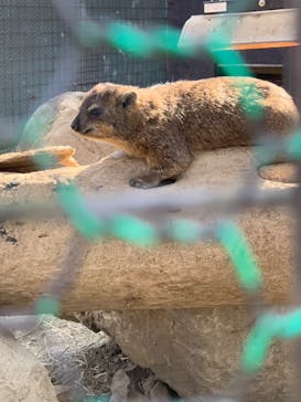 群馬サファリパークに投稿された画像（2023/3/9）