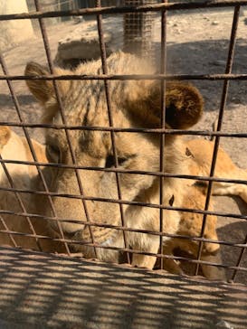 群馬サファリパークに投稿された画像（2023/3/9）