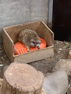 群馬サファリパークに投稿された画像（2023/3/9）