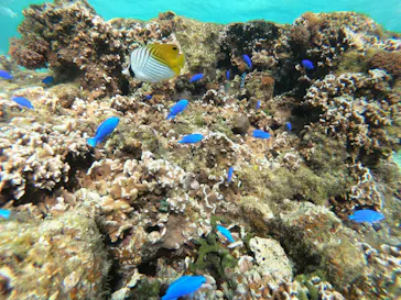 武藤潜水に投稿された画像（2023/3/10）