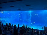 沖縄美ら海水族館に投稿された画像（2023/3/10）