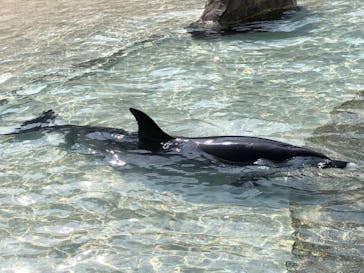 大分マリーンパレス水族館 「うみたまご」に投稿された画像（2023/3/10）
