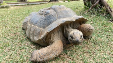 美らヤシパークオキナワ・東南植物楽園に投稿された画像（2023/3/10）