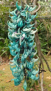 美らヤシパークオキナワ・東南植物楽園に投稿された画像（2023/3/10）