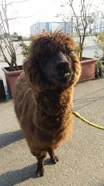 神戸どうぶつ王国に投稿された画像（2023/3/10）