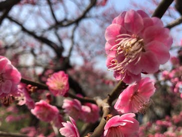 偕楽園本園に投稿された画像（2023/3/10）