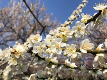 偕楽園本園に投稿された画像（2023/3/10）