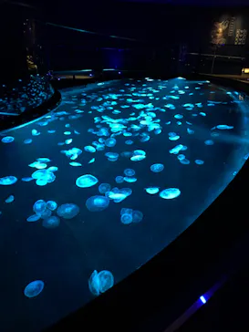 すみだ水族館に投稿された画像（2023/3/10）