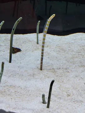 すみだ水族館に投稿された画像（2023/3/10）