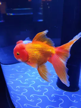 すみだ水族館に投稿された画像（2023/3/10）