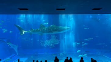 沖縄美ら海水族館に投稿された画像（2023/3/10）