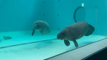 沖縄美ら海水族館に投稿された画像（2023/3/10）