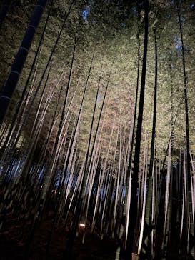 偕楽園本園に投稿された画像（2023/3/10）