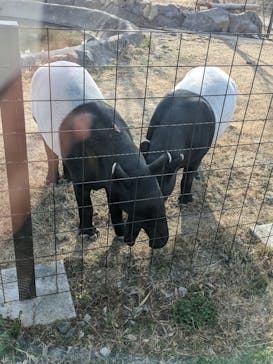 群馬サファリパークに投稿された画像（2023/3/11）