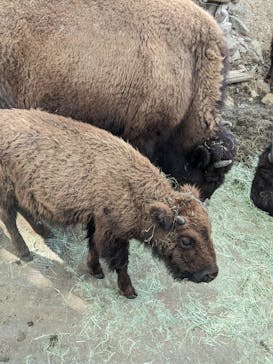 群馬サファリパークに投稿された画像（2023/3/11）