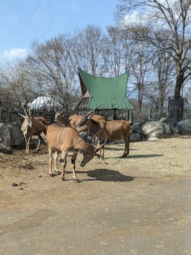 群馬サファリパークに投稿された画像（2023/3/11）