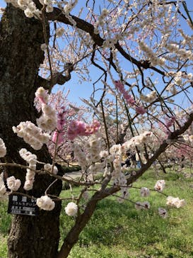 偕楽園本園に投稿された画像（2023/3/11）